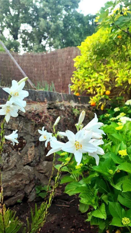Villa Moiko La Parra  ภายนอก รูปภาพ